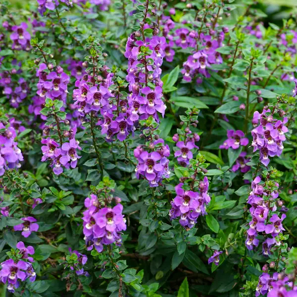 Angelonia Archangel Purple Angelonia Archangel Purple