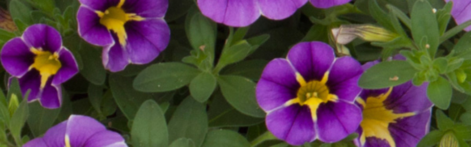 Calibrachoa Rave Blue Pplcalrbl - Garden Express Australia