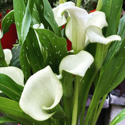 CALLA LILY JACK FROST - Garden Express