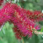 Australian Native Plants For Dry Shade Callistemon Genoa Glory 2020 Lpocalggl - Garden Express Australia