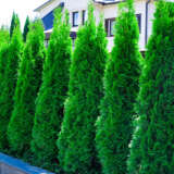 Conifer Smaragd 68mm