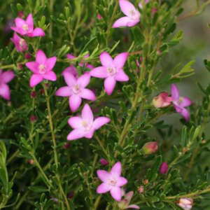 Crowea Pink Starlet Pplcropst - Garden Express Australia