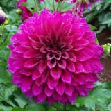 Dahlia Blue Edge Pkdahbed - Garden Express Australia