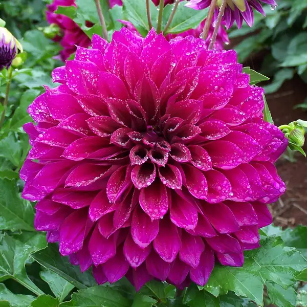 Dahlia Blue Edge