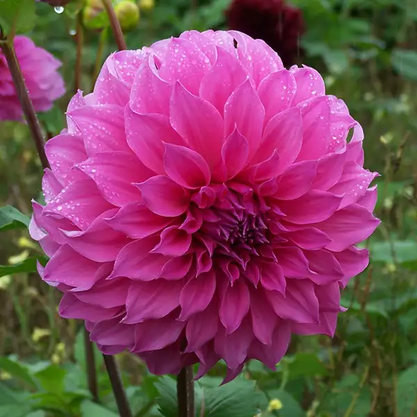 Dahlia Fairy Floss