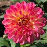 Dahlia First Prize Pkdahfpr - Garden Express Australia