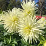 Dahlia Gleam Pkdahglm - Garden Express Australia