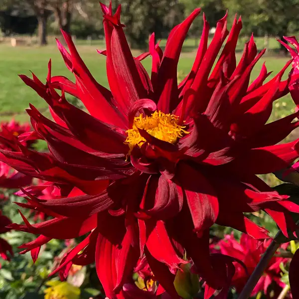 Dahlia Kenora Macop Dahlia Kenora Macop