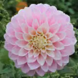 Dahlia Little Bobby Pkdahltb - Garden Express Australia