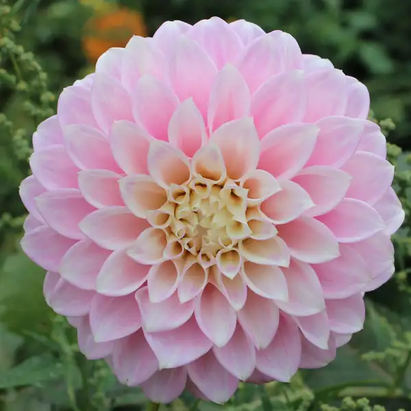 Dahlia Little Bobby