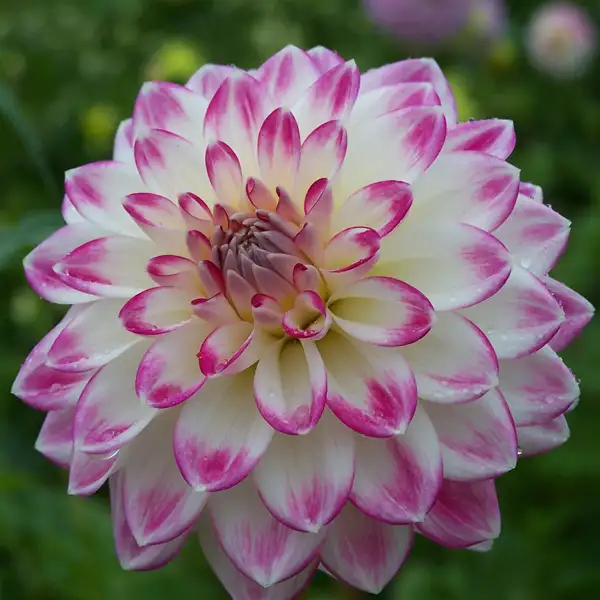 Dahlia Lollipop