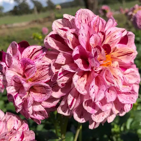 Dahlia Mauve Speckles