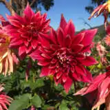 Dahlia Max Mann Pkdahmma - Garden Express Australia