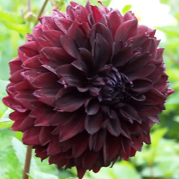 Dahlia Nugget Dahlia Nugget