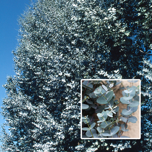 Eucalyptus Gunnii Garden Express