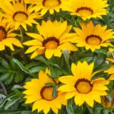 Gazania Big Kiss Yellow Pplgazbkyel - Garden Express Australia