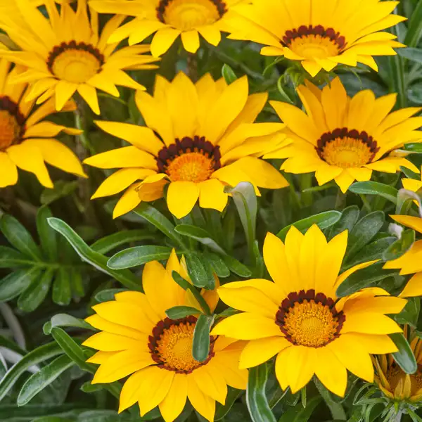 Gazania Yellow