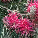 Frost Tolerant Plants Grevillea Billy Bonkers Pplgrebbo - Garden Express Australia