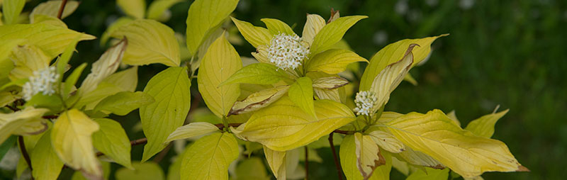 Header Cornus - Garden Express Australia