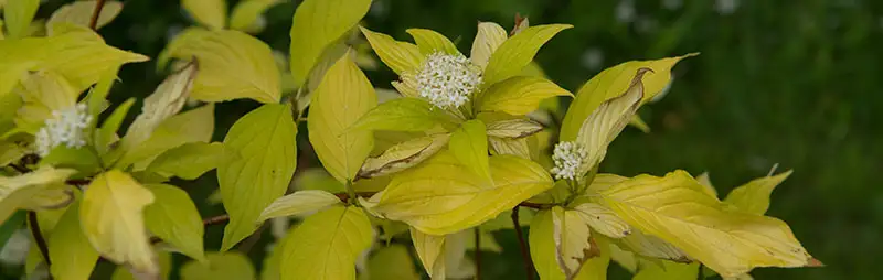 American Honeysuckle Growing Guide Header Cornus - Garden Express Australia