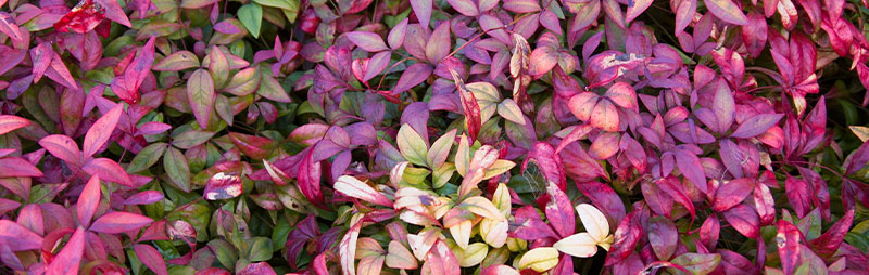 Header Nandina - Garden Express Australia