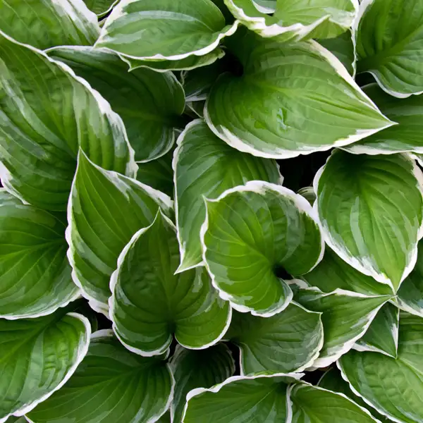 Hosta Francee