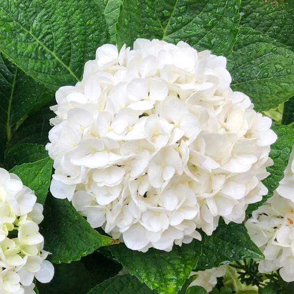 Hydrangea White 75mm Garden Express