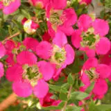Leptospermum Lipstick Lpoleplip - Garden Express Australia