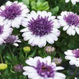 Osteospermum 3d Blueberry Shake Pplostbbs - Garden Express Australia