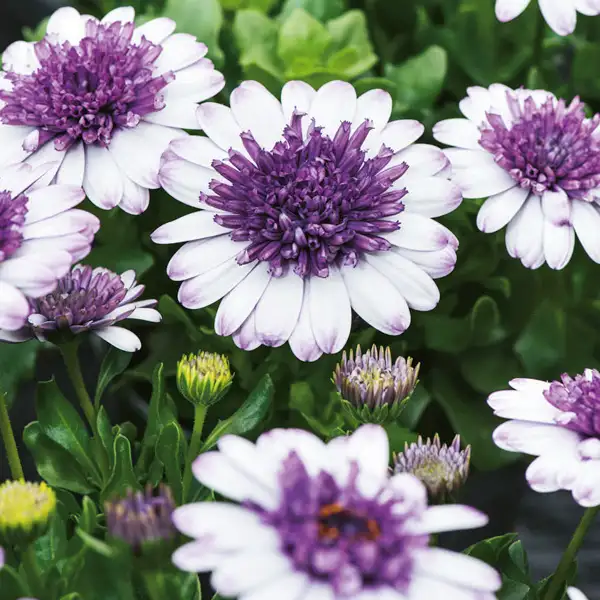 Osteospermum 3d Blueberry Shake Osteospermum 3d Blueberry Shake