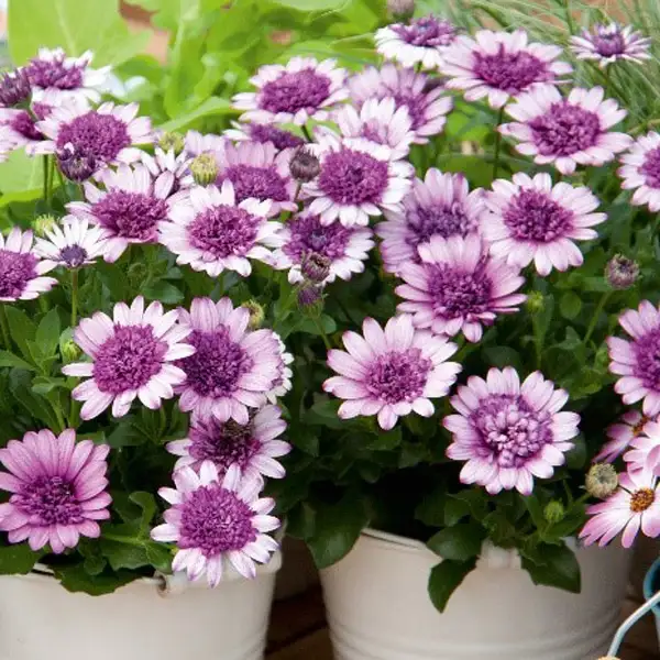 Osteospermum 3d Violetberry
