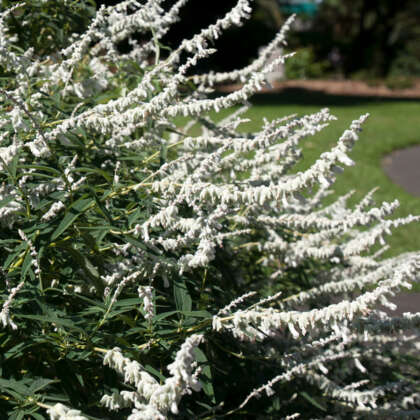 Salvia Velour White Lposalvwhi - Garden Express Australia