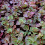 Crassula Purple Dragon Sedum Spurium Pplsedspu - Garden Express Australia