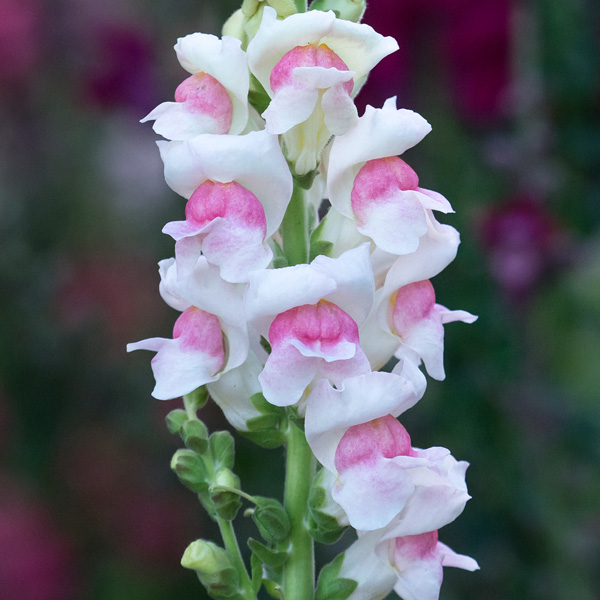 Snapdragon Potomac Appleblossom Garden Express