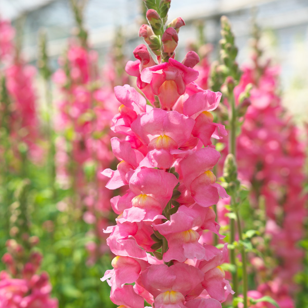 Snapdragon Potomac Pink Garden Express