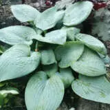 Hosta Blue Lady Pkhosbla - Garden Express Australia