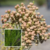 Berzelia Buttonbush Rose Pplberbro - Garden Express Australia