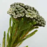 Brunia Buttonbush Limepplbrubli - Garden Express Australia