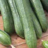 Cucumber Telegraph Improved Seecuctim - Garden Express Australia