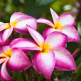 Frangipani Thomlinsons Pink Pplfratpi - Garden Express Australia