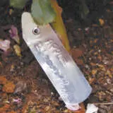 Ga Plant Label Aluminium New - Garden Express Australia