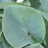 Hosta Blue Lady Hosta Blue Lady