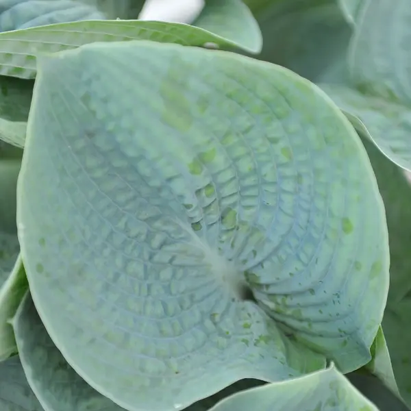 Hosta Blue Lady Hosta Blue Lady