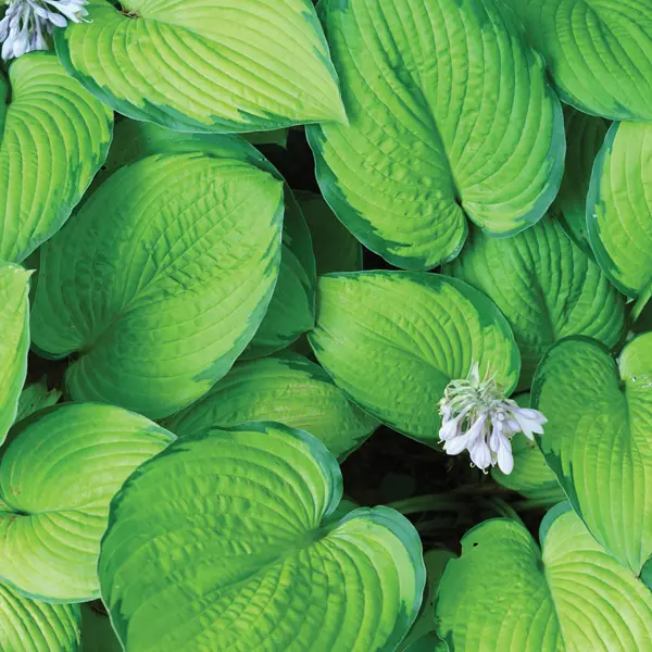 Hosta Forest Shadows