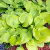 Hosta Sum And Substance Pplhossas - Garden Express Australia