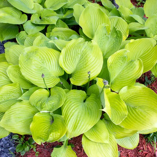 Hosta Sum And Substance