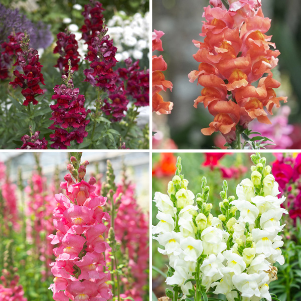 Snapdragon Collection Garden Express