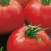 Companion Planting In Spring Tomato Burnley Surecrop Seetombsc - Garden Express Australia