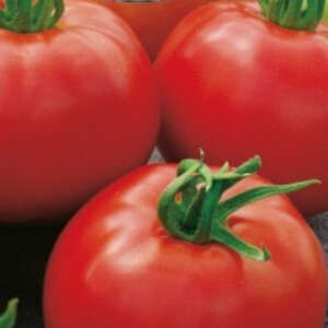 Tomato Burnley Surecrop Seetombsc - Garden Express Australia
