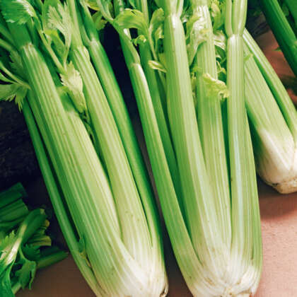 Seed – Celery Tall Utah